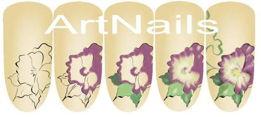 pansy